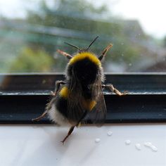 c90f5e40e0ee9dd38e9f86d512f58961--busy-bee-beekeeping